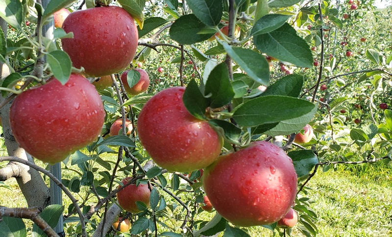 crimson crisp apple